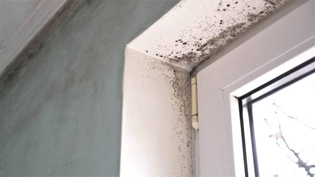 Best Environmental Consulting for Mold Prevention  in St Clair Shores, MI